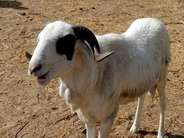 Drame : Un prétendant du trône de Kpomé brulé vif pour vol de mouton