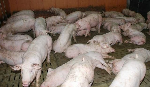 Togo : un foyer de peste porcine africaine détecté au nord du pays