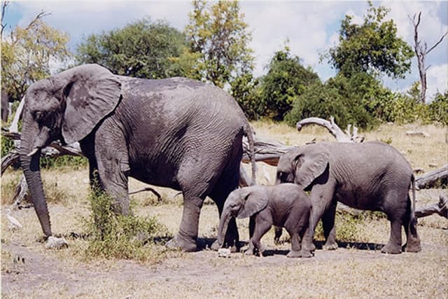 Togo: un Lieutenant des eaux et forêts tué par des Eléphants