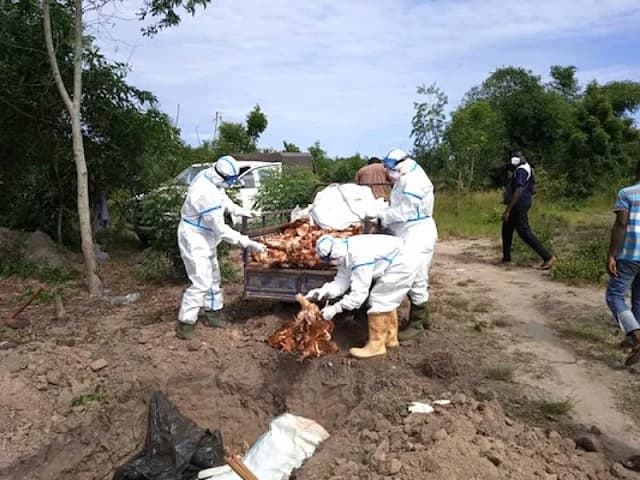 Alerte/Togo : un foyer de grippe aviaire identifié à Djagblé