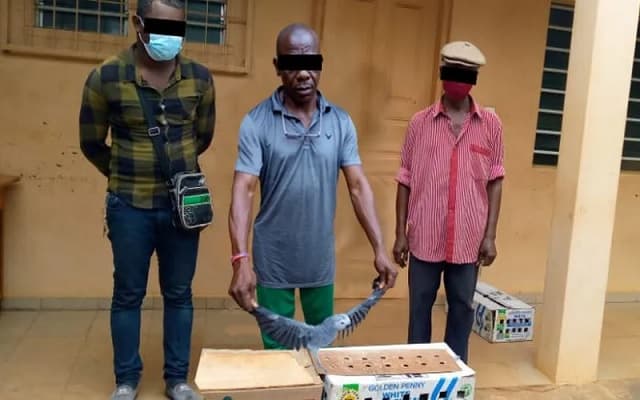 Togo : 3 trafiquants de 41 perroquets gris à queue rouge condamnés