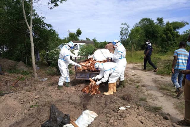 Togo : la grippe aviaire fait son retour