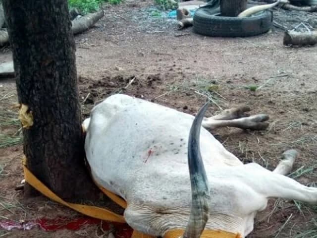 Togo-Violents affrontements à Tchamba suite au décès par viol d’une jeune femme : D’importants dégâts et des blessés à déplorer 