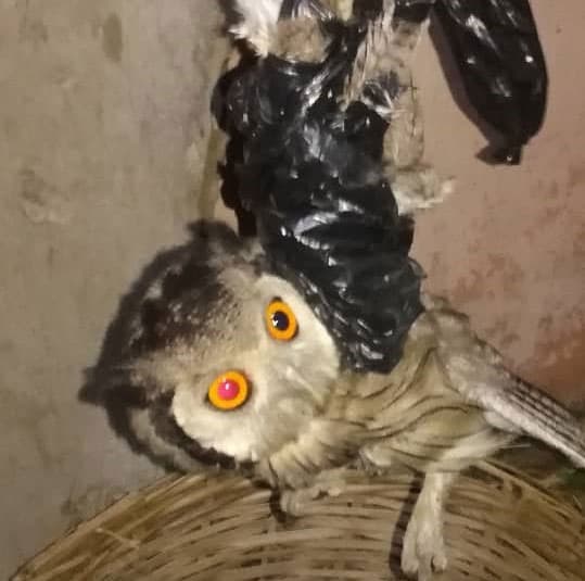 Togo/Dagué : un Hibou sème la panique à la messe du Mercredi des Cendres