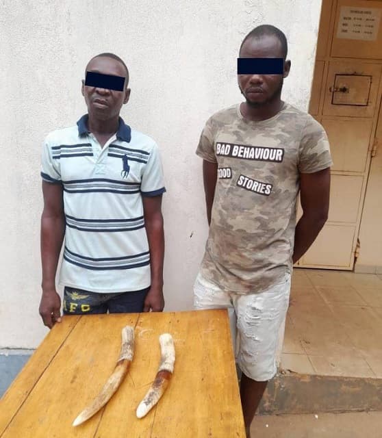 Togo : 2 trafiquants spécialisés dans le commerce illégal d’ivoires déférés à la prison civile de Lomé