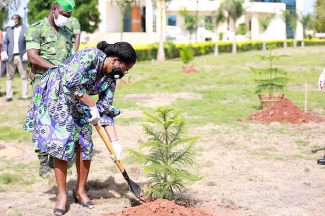 Togo : Voici le nombre de plants mis en terre le 1er juin dernier