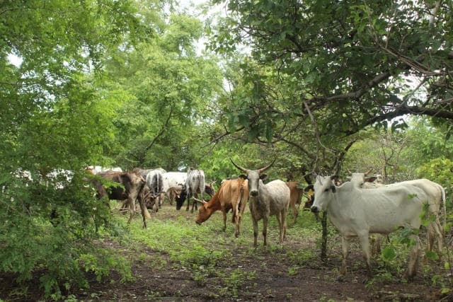 Togo/Kpendjal : dix éleveurs interpellés avec leur bétail