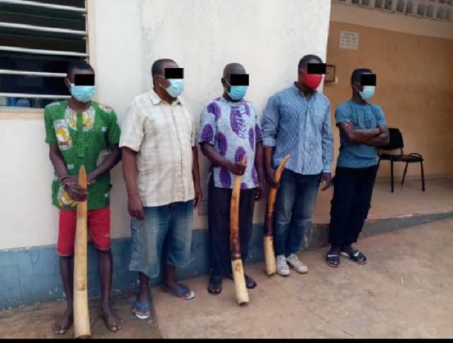 SOKODE : cinq trafiquants de défenses d’éléphants condamnés par la justice