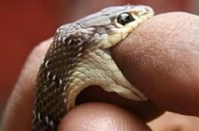 Togo/Sotouboua : une élève décède des suites d’une morsure de serpent dans un champ d’enseignant ; ce qui s’est réellement passé