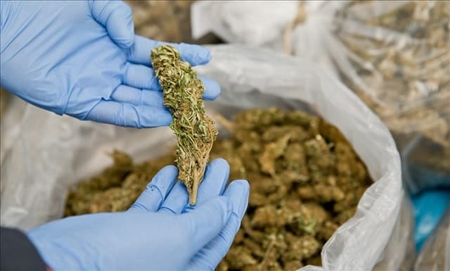 Togo/Lutte contre la Consommation de la drogue : le Gouvernement prend des dispositions