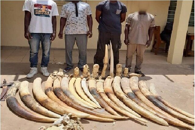 Togo : Arrestation de quatre jeunes en possession de plus de 160 kg d’ivoire
