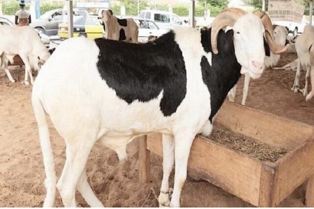 Togo : la Tabaski célébrée ce vendredi 6 juin sur toute l’étendue du territoire