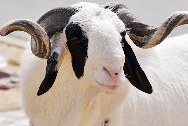 Togo: Voici la date de la Tabaski