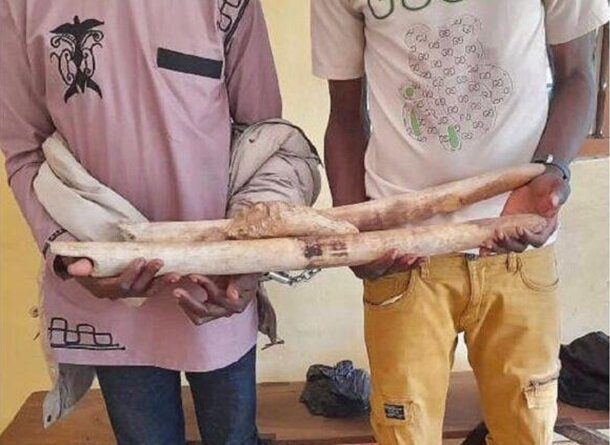 Togo/Commerce illégal d’ivoire : deux présumés trafiquants arrêtés puis déposés