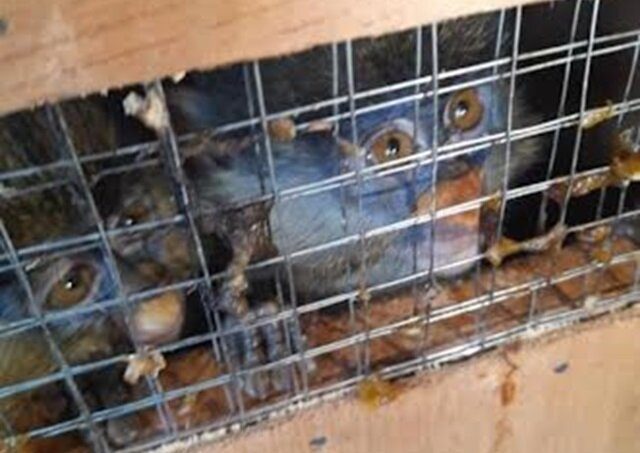 Commerce illégal des espèces sauvages protégées : les primates en danger critique d’extinction