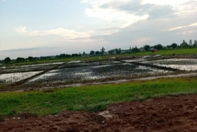 Togo: Le « Projet Riziculture à Djagblé », un véritable chaos social, agricole et économique