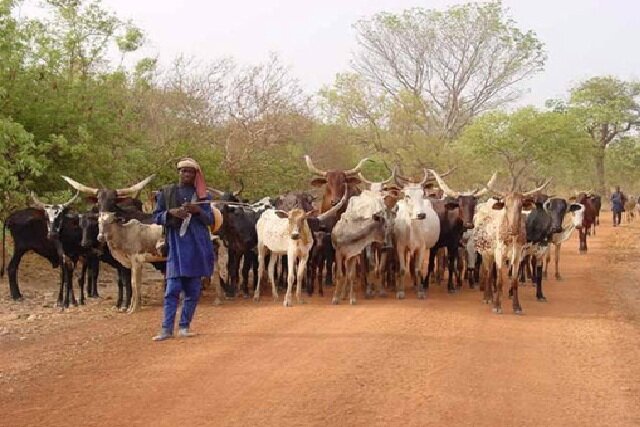 Togo : le numéro vert 8424 entre en service pour signaler les incidents liés à la transhumance