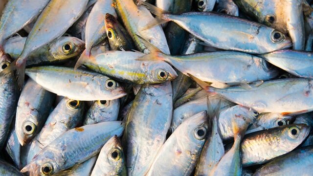 Togo/Poissons morts à Todman : le gouvernement alerte sur un risque sanitaire grave
