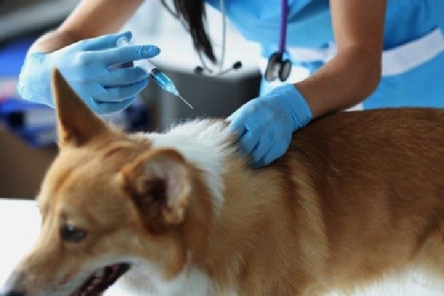 Gouvernance : La Leçon de l’Allemagne à Faure